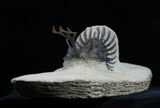 Trident Nosed Walliserops Trilobite #1994-2